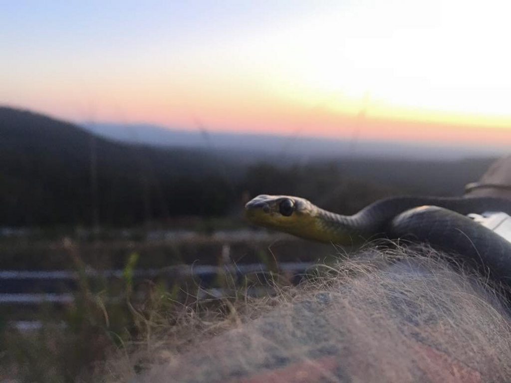 A Helidon woman got the fright of her life after finding this snake on her bedside table before dawn yesterday. A Helidon woman got the fright of her life after finding this snake on her bedside table before dawn yesterday.