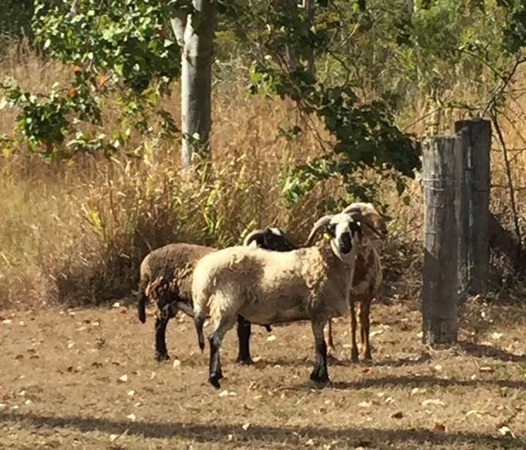 Three goats seen running about in Beecher today. Three goats seen running about in Beecher today.