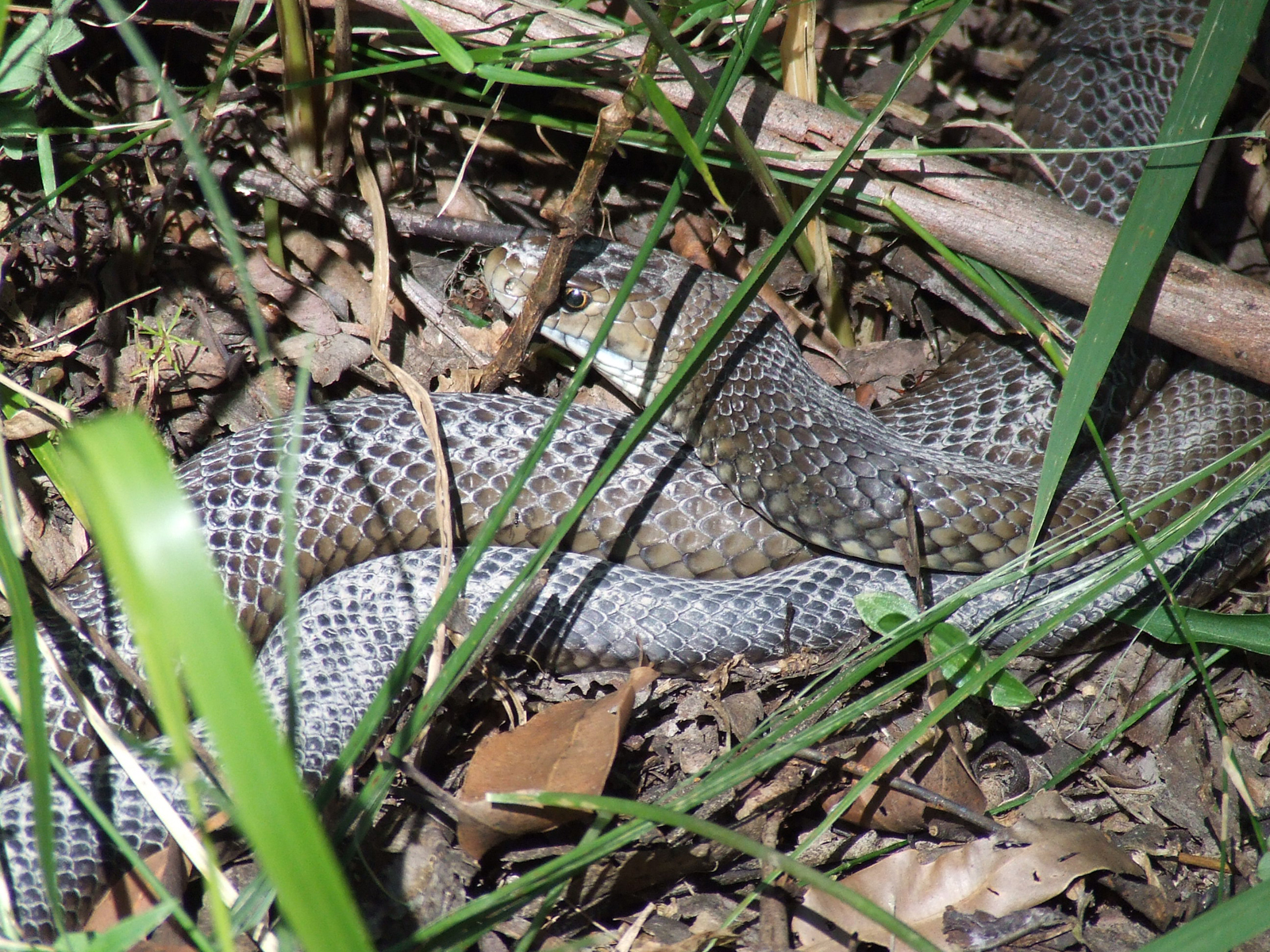 An eastern brown snake An eastern brown snake