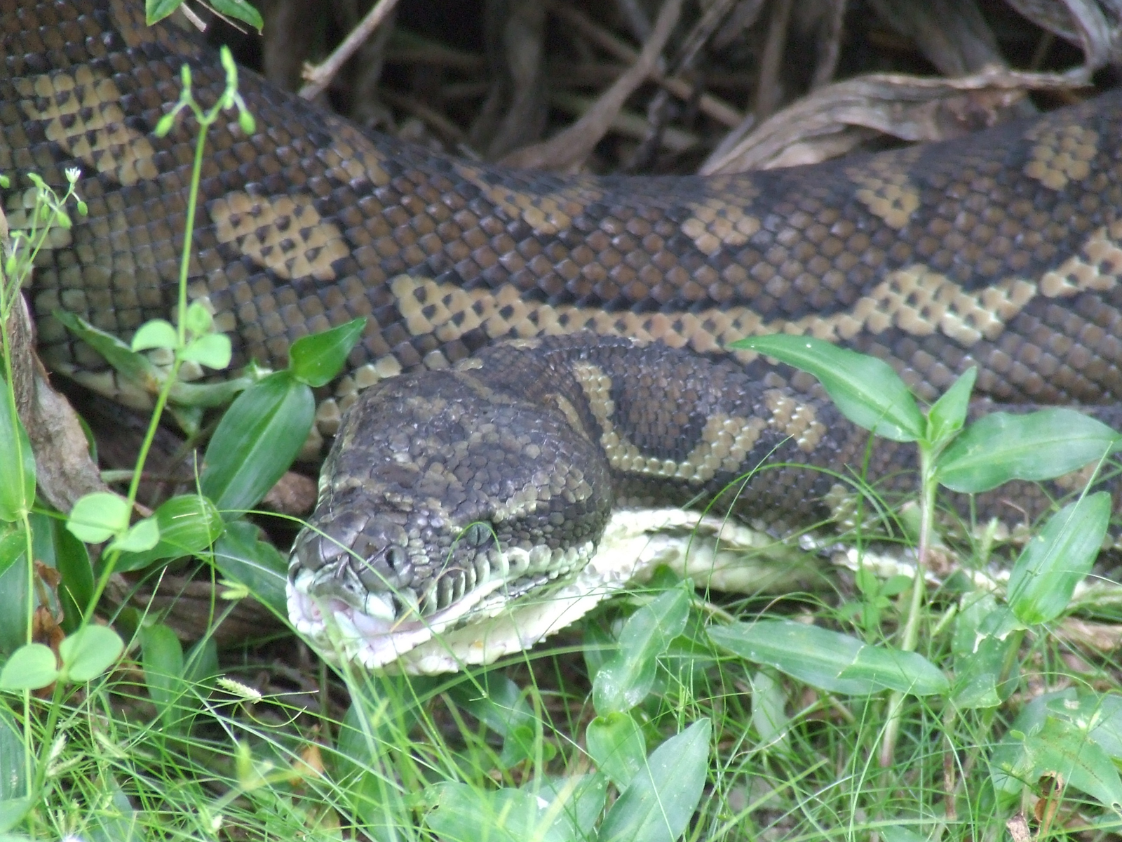 Python Python