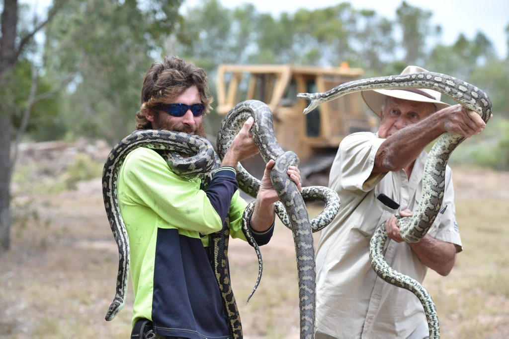 Snake catchers (L) Lee Davis and Roy McGrath with 3 pythons. Photo: Alistair Brightman / Fraser Coast Chronicle Snake catchers (L) Lee Davis and Roy McGrath with 3 pythons. Photo: Alistair Brightman / Fraser Coast Chronicle