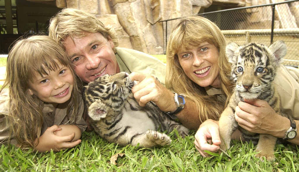 HAPPIER TIMES: Bindy, Steve and Terri Irwin play with two Bengal tiger cubs at Australia Zoo in 2003 and (right) coverage of the tragedy in the Daily. HAPPIER TIMES: Bindy, Steve and Terri Irwin play with two Bengal tiger cubs at Australia Zoo in 2003 and (right) coverage of the tragedy in the Daily.