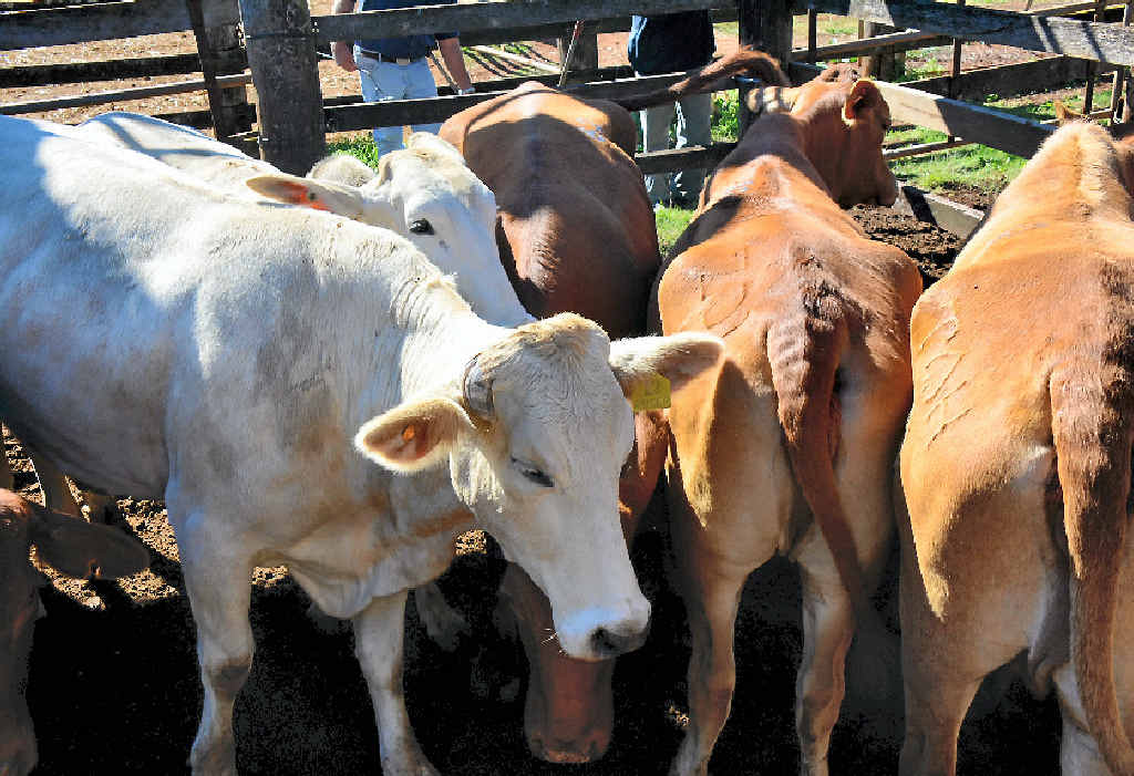 BIGGER SALES: South Burnett producer Bill Steffensen has noticed more cows moving through the Kingaroy Sale Yards. BIGGER SALES: South Burnett producer Bill Steffensen has noticed more cows moving through the Kingaroy Sale Yards.