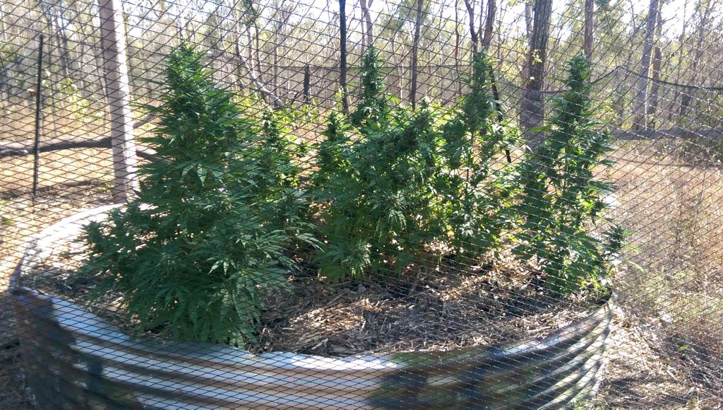 RAID: Detectives have arrested three men after the alleged discovery of a large cannabis crop at Lowmead, north of Bundaberg on Tuesday October 13, 2015. RAID: Detectives have arrested three men after the alleged discovery of a large cannabis crop at Lowmead, north of Bundaberg on Tuesday October 13, 2015.