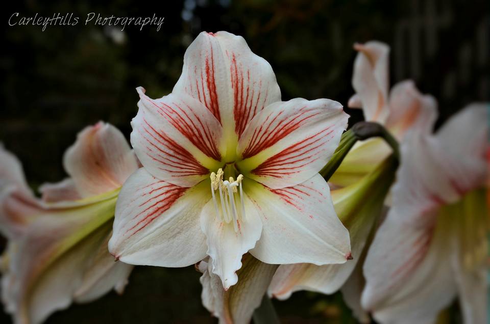 Just a pretty hippiastrum from the garden. Just a pretty hippiastrum from the garden.