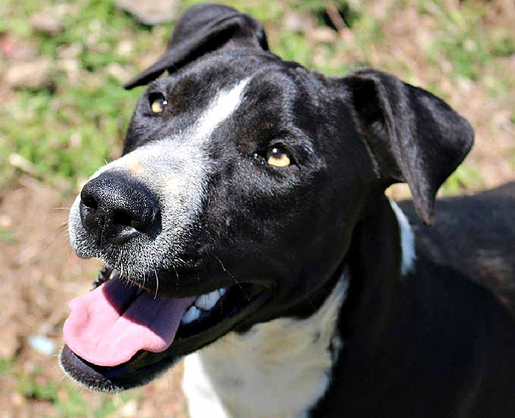Louis is a young boy looking for some love and guidance. Louis is an eight-month-old mastiff mix and just waiting to explore this amazing world with you. Louis is a young boy looking for some love and guidance. Louis is an eight-month-old mastiff mix and just waiting to explore this amazing world with you.