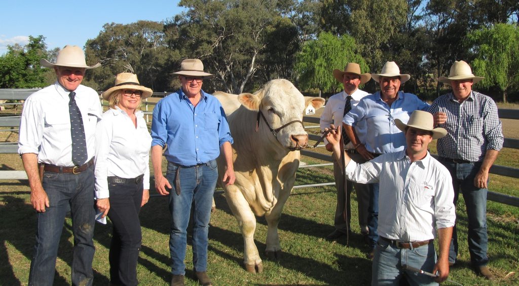 With the $30,000 top priced Charolais bull, Ascot Juggernaut, were (from left) Ascot Stud principals, Jim Wedge and Jackie Chard, With the $30,000 top priced Charolais bull, Ascot Juggernaut, were (from left) Ascot Stud principals, Jim Wedge and Jackie Chard,