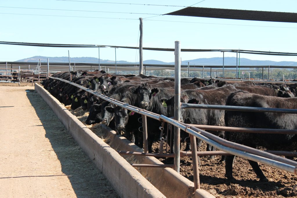 Wagyu cattle at Maydan Feedlot Photo Jeremy Sollars/Warwick Daily News