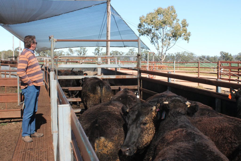 Geoff Willett watching over cattle at Maydan Feedlot Photo Jeremy Sollars/Warwick Daily News