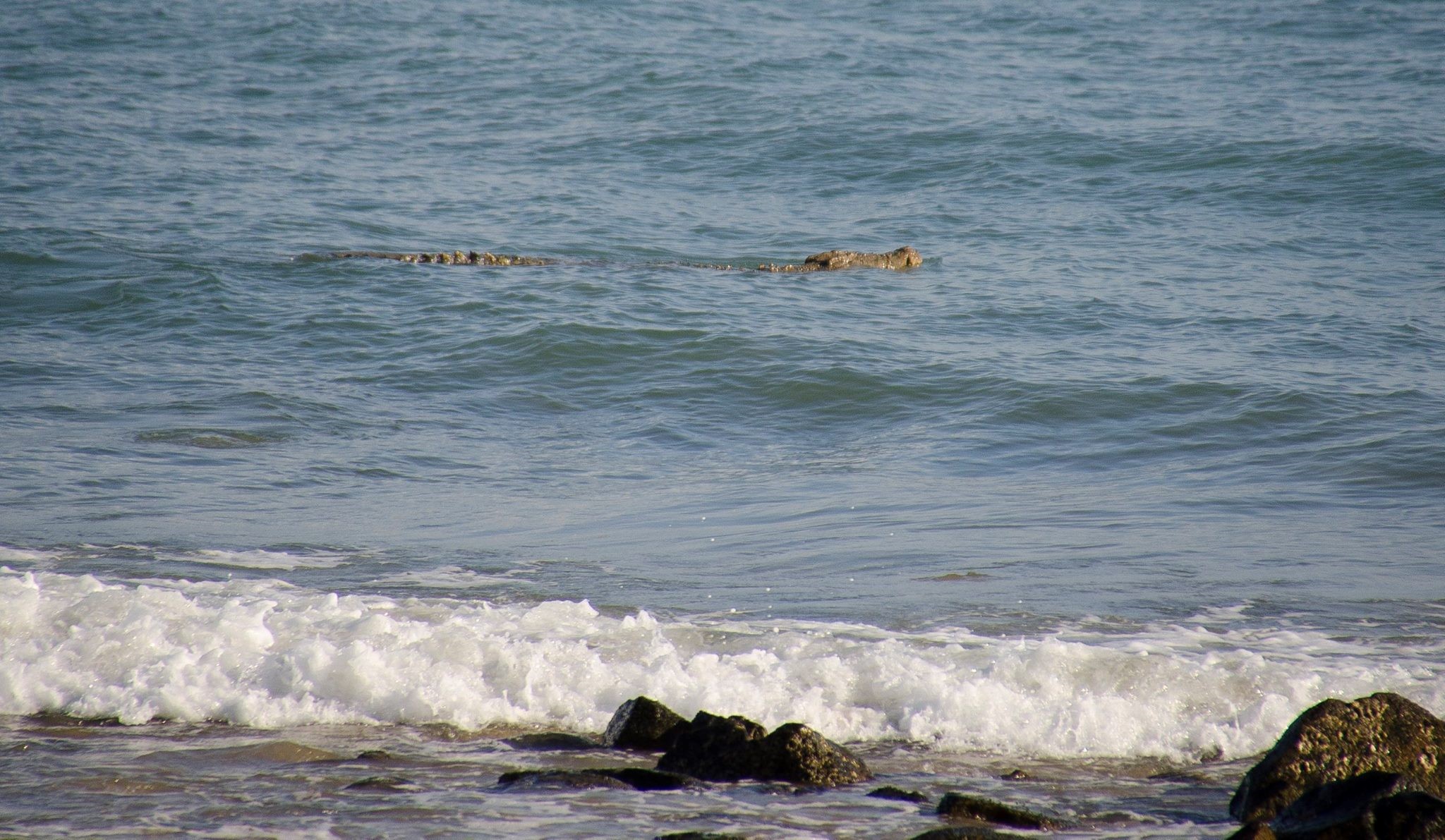 Crocodile spotted near Eimeo Crocodile spotted near Eimeo