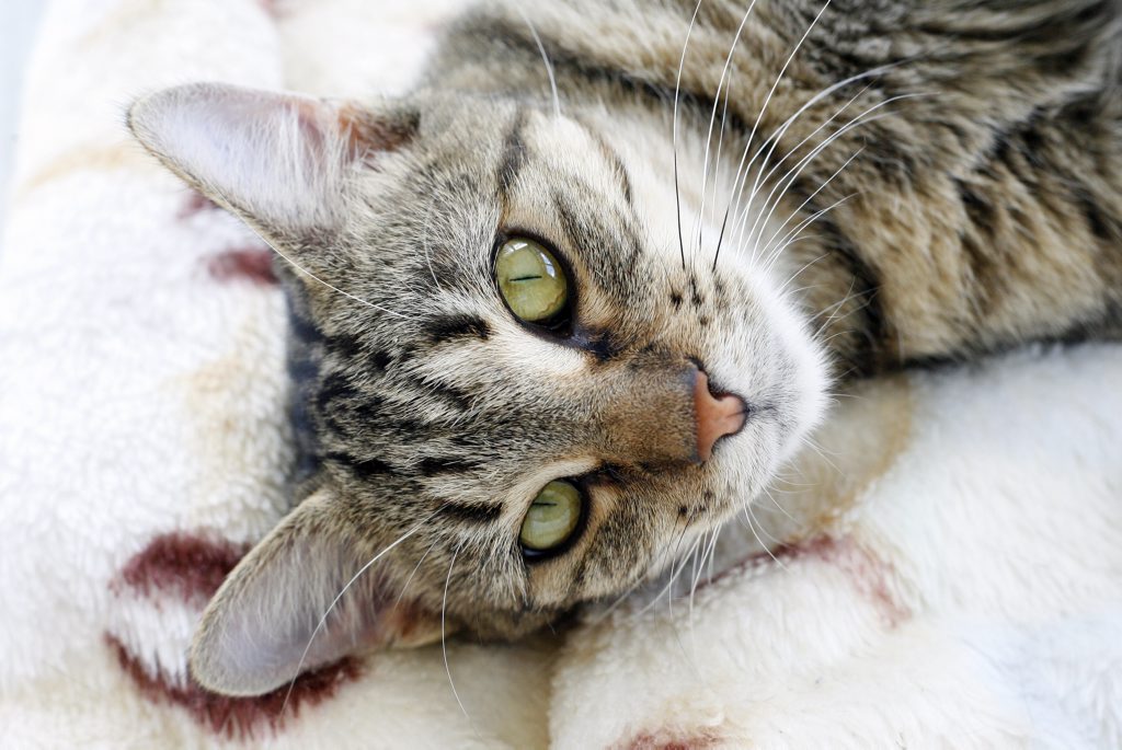 Animal cruelty case: Animal cruelty case: