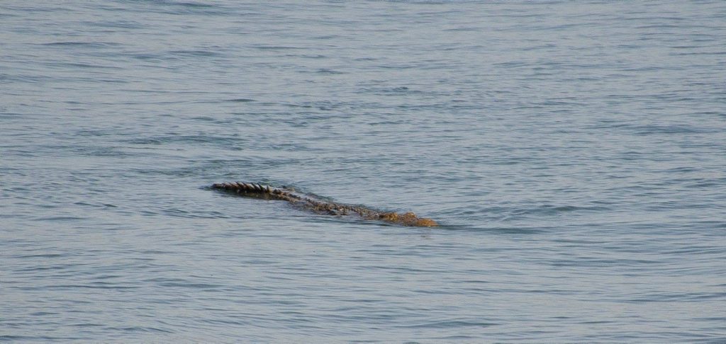 A saltwater crocodile A saltwater crocodile