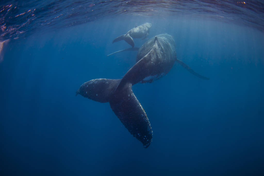 Images supplied by Mooloolaba whale Images supplied by Mooloolaba whale
