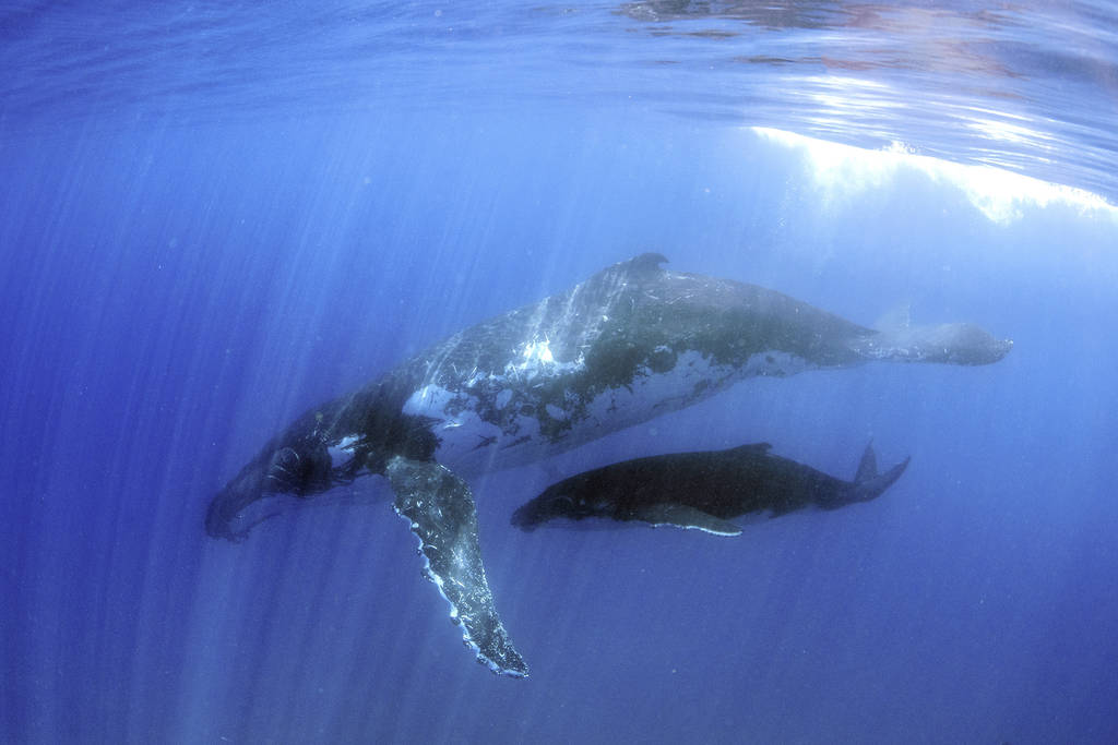 Images supplied by Mooloolaba whale Images supplied by Mooloolaba whale