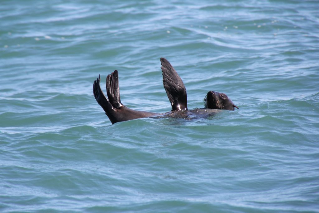 OCEAN VISITOR: Bundaberg Sailing Club memebers Dermot McNamus and Harry Steenhuison spotted this seal, believed to be a New Zealand Fur Seal at Burnett Heads on October 17 OCEAN VISITOR: Bundaberg Sailing Club memebers Dermot McNamus and Harry Steenhuison spotted this seal, believed to be a New Zealand Fur Seal at Burnett Heads on October 17