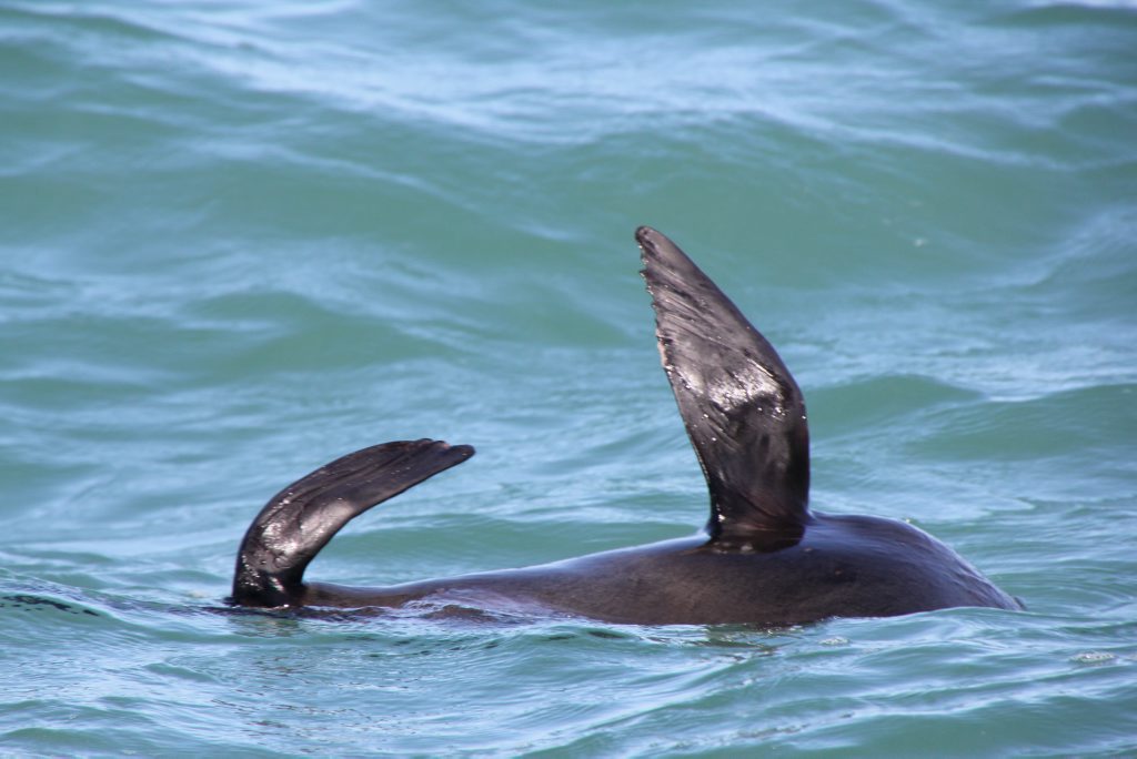 OCEAN VISITOR: Bundaberg Sailing Club members Dermot McNamus and Harry Steenhuison spotted this seal, believed to be a New Zealand Fur Seal at Burnett Heads on October 17. Photo Harry Steenhuison OCEAN VISITOR: Bundaberg Sailing Club members Dermot McNamus and Harry Steenhuison spotted this seal, believed to be a New Zealand Fur Seal at Burnett Heads on October 17. Photo Harry Steenhuison