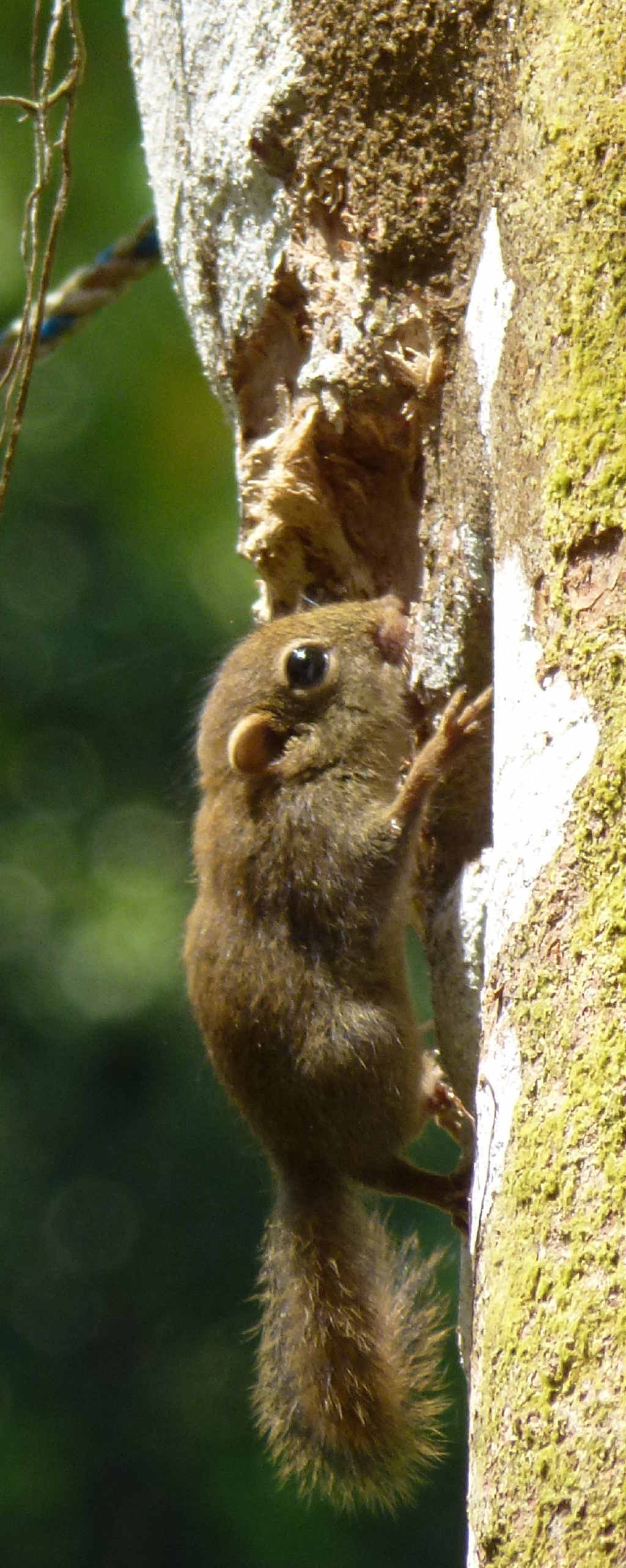 TINY: A pygmy squirrel is a resident at the SAFE camp. It is often seen in the morning running up and down tree trunks, chewing on lichen growing on the bark.