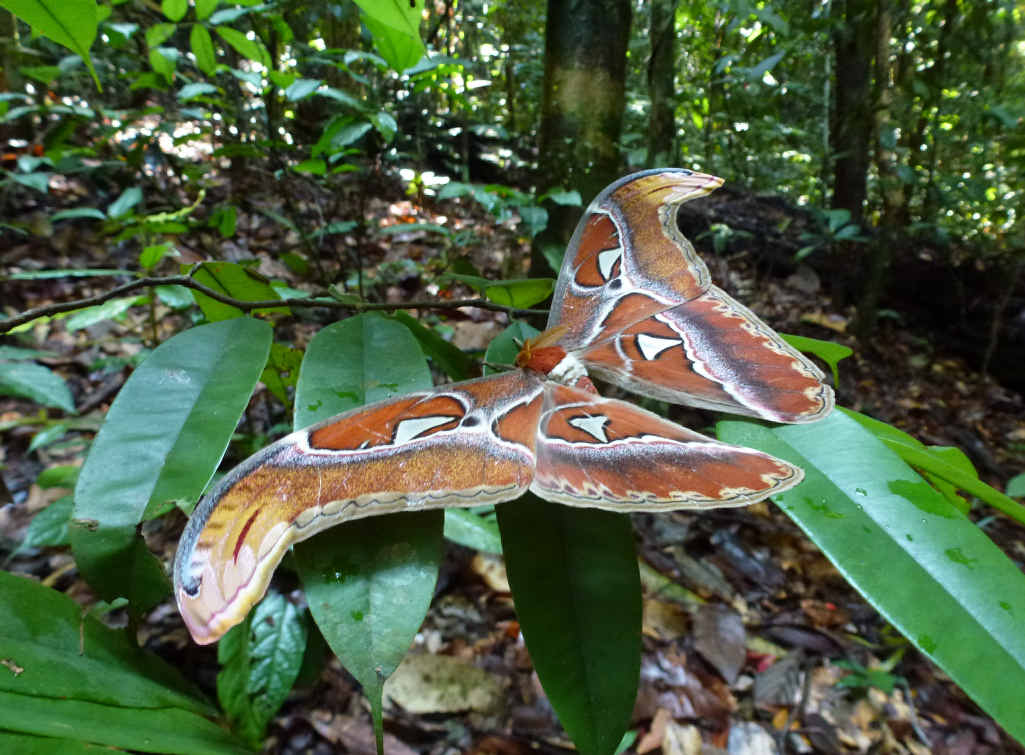 MOTHBALLED: A huge atlas moth rests at the Maliau Basin.
