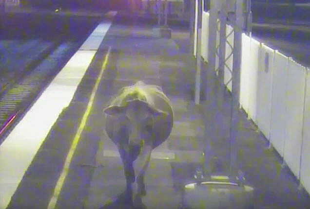 A CCTV image of Rosie the cow's late night visit to Rosewood train station. A CCTV image of Rosie the cow's late night visit to Rosewood train station.