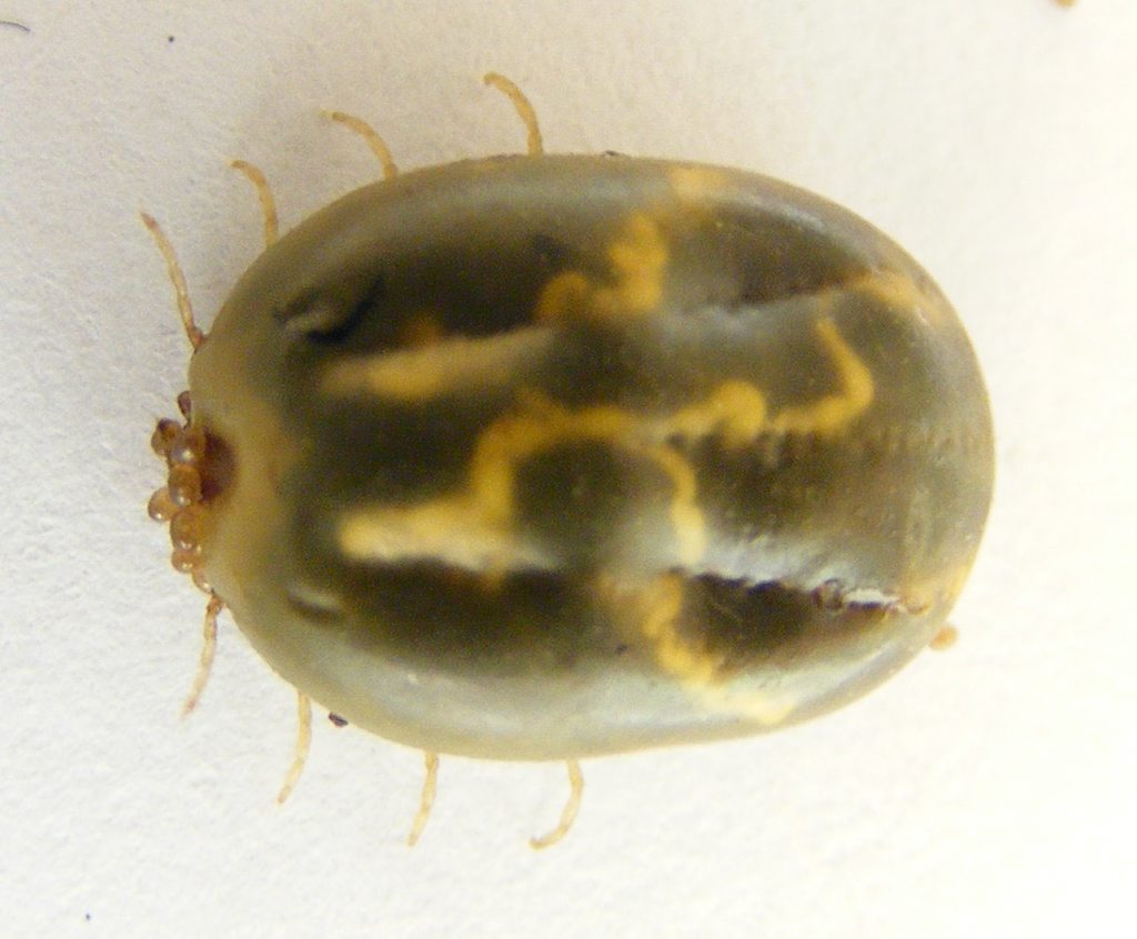 Cattle tick regulations set to change for Gympie farmers Gympie Times