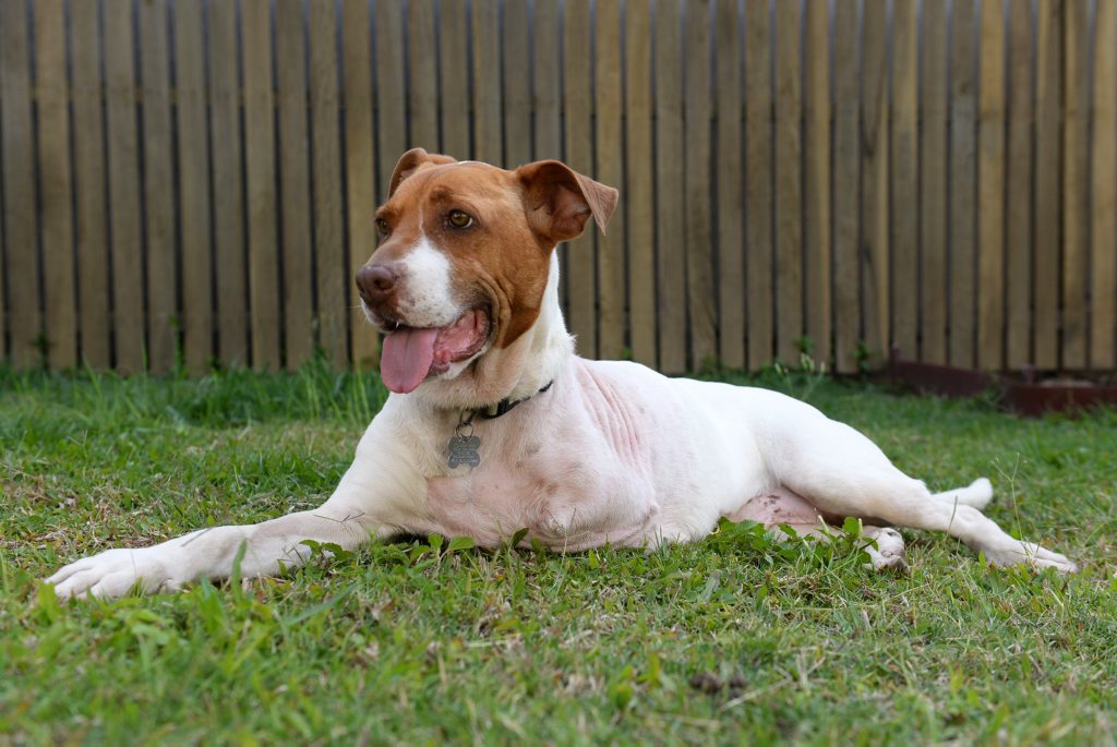 LOOKING FOR LOVE: Beth is a Red Collar Rescue dog that has recently had her leg amputated due to mistreatment from a former owner. Photo: Mike Knott / NewsMail LOOKING FOR LOVE: Beth is a Red Collar Rescue dog that has recently had her leg amputated due to mistreatment from a former owner. Photo: Mike Knott / NewsMail