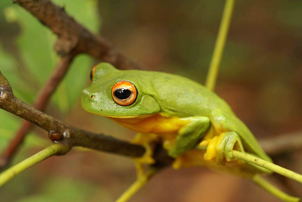 Red-eyed tree frog (Litoria chloris). Photo Contributed Red-eyed tree frog (Litoria chloris). Photo Contributed