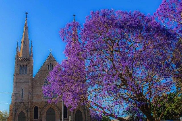 Thank you to all our Facebook photographers - both professional and amateur - who sent in images for this week's cover search. Here are a selection of some of the favourites. Don Tracey - Jacaranda at St Marys Church. Thank you to all our Facebook photographers - both professional and amateur - who sent in images for this week's cover search. Here are a selection of some of the favourites. Don Tracey - Jacaranda at St Marys Church.