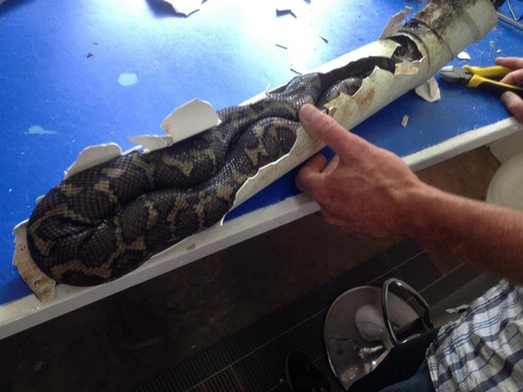 This python was rescued by Northern Rivers Wildlife Carers after becoming stuck in a pipe. Photo Contributed This python was rescued by Northern Rivers Wildlife Carers after becoming stuck in a pipe. Photo Contributed
