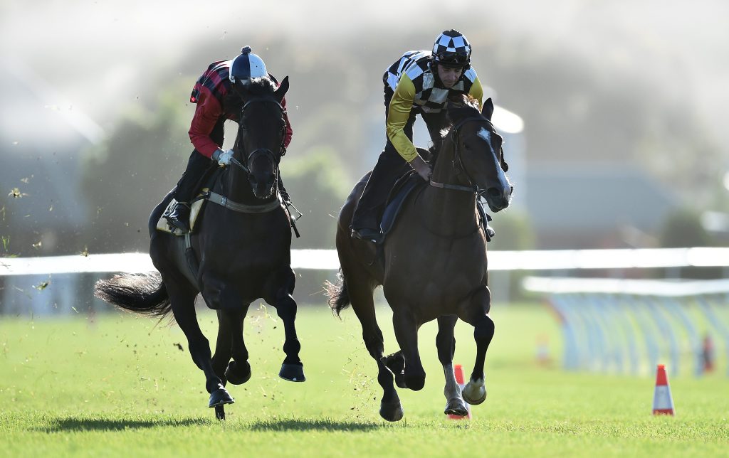 Ruling Dynasty (left) and High Moonlight are worked at Flemington racecourse in Melbourne on Tuesday. Phot: AAP Image/Julian Smith. Ruling Dynasty (left) and High Moonlight are worked at Flemington racecourse in Melbourne on Tuesday. Phot: AAP Image/Julian Smith.