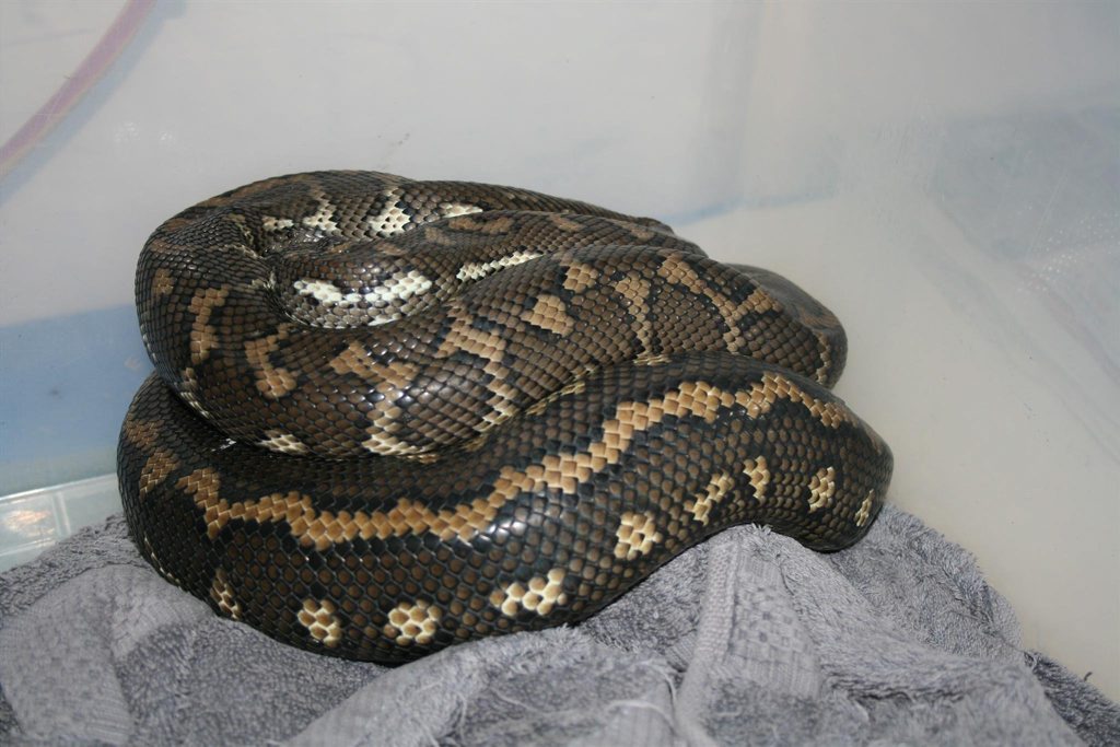 The python, dubbed The python, dubbed