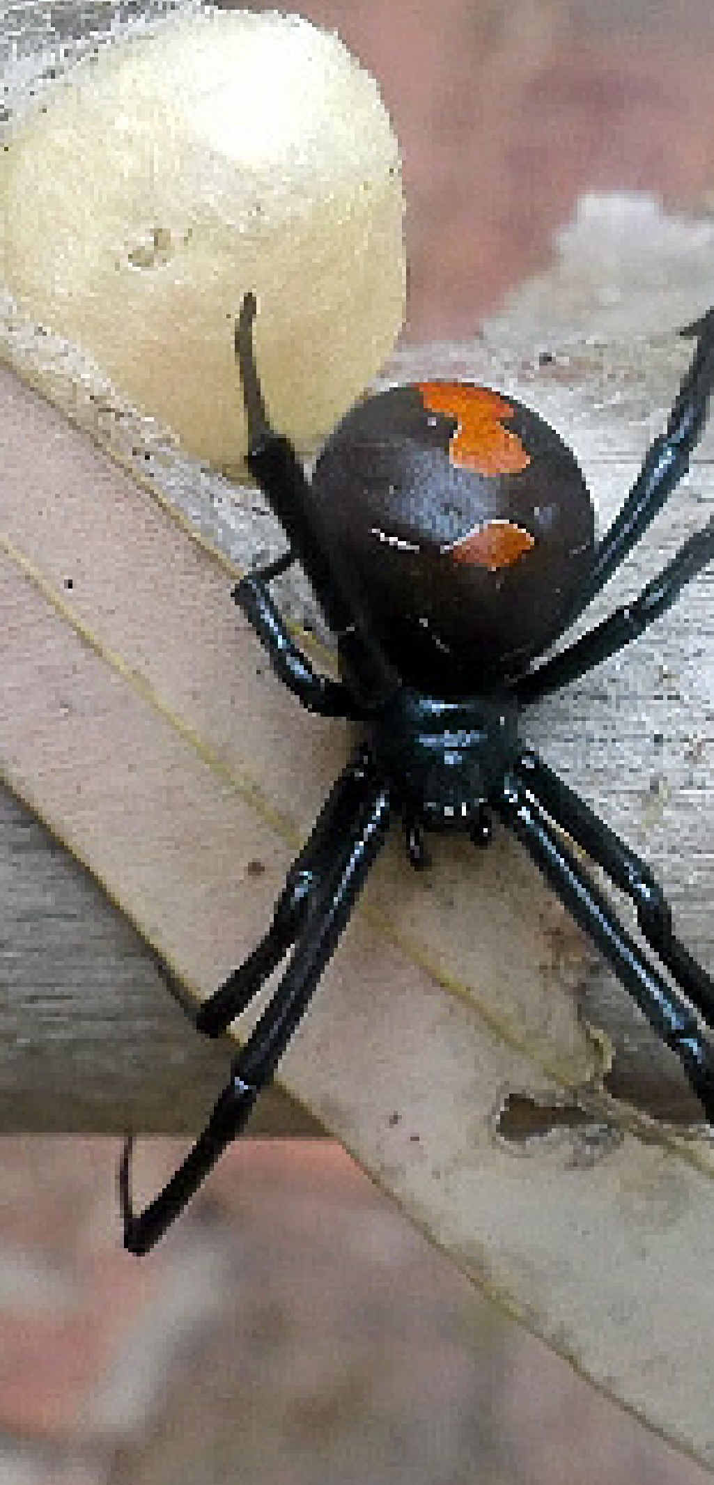 REDBACK MENACE: A Resident at Cloudscape estate says she kills on average 20 redback spiders a week. REDBACK MENACE: A Resident at Cloudscape estate says she kills on average 20 redback spiders a week.