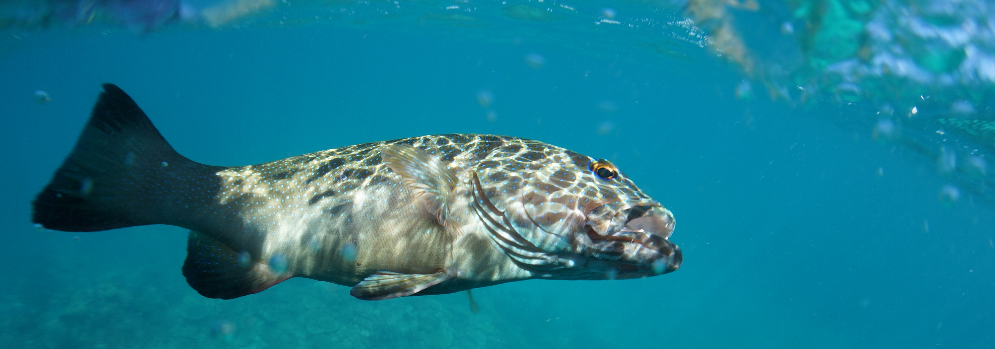Coral trout will be off limits in part of November. Coral trout will be off limits in part of November.
