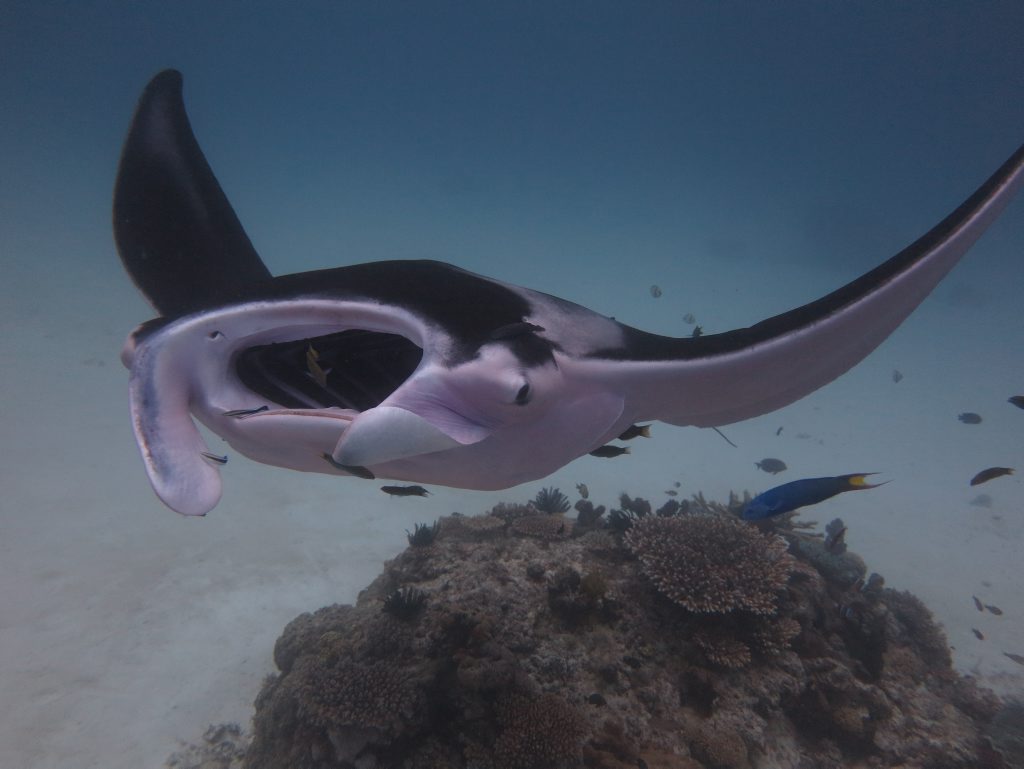 Pink manta ray spotted at Lady Elliot Island. Pink manta ray spotted at Lady Elliot Island.