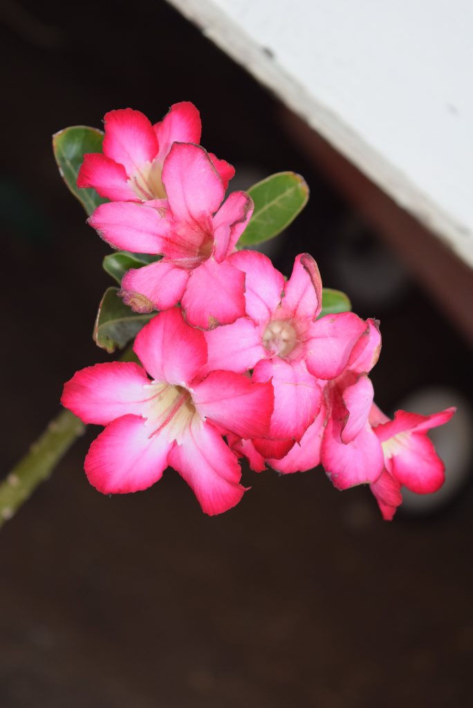 Mitchelton and Districts Garden Club