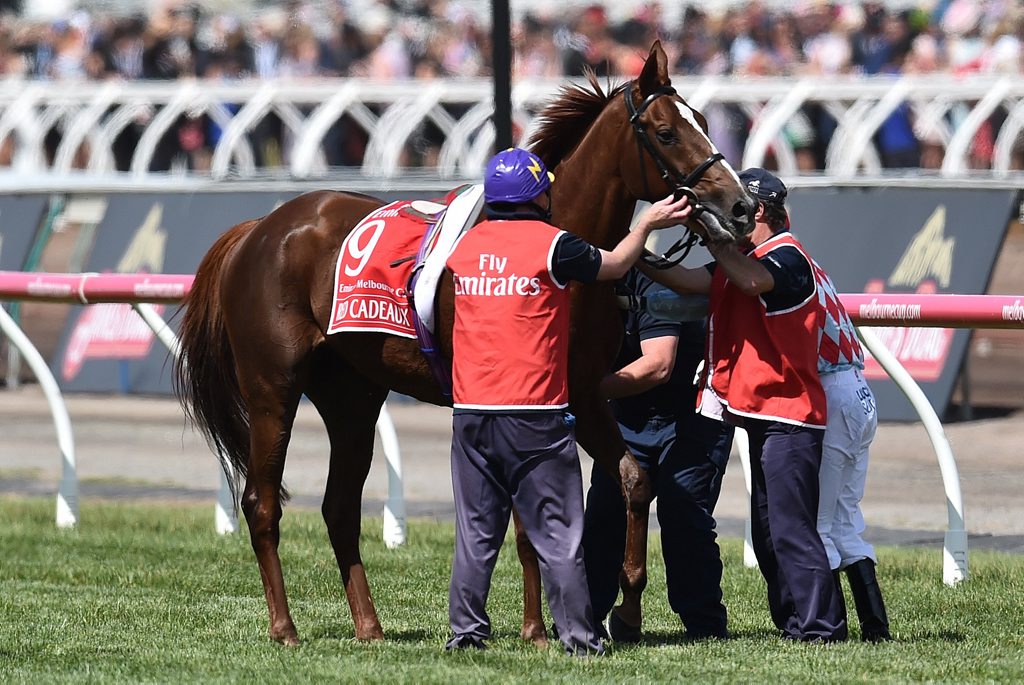The injured leg of the Ed Dunlop trained Red Cadeaux is seen after the horse was injured in the Melbourne Cup. Photo: AAP Image/Julian Smith. The injured leg of the Ed Dunlop trained Red Cadeaux is seen after the horse was injured in the Melbourne Cup. Photo: AAP Image/Julian Smith.