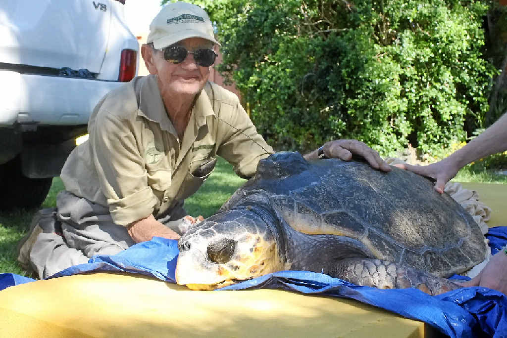 Wildlife conservationist Bob Irwin visited Keppel Bay Marina to help release Amanda, a loggerhead turtle injured in a crocodile attack six months ago. Wildlife conservationist Bob Irwin visited Keppel Bay Marina to help release Amanda, a loggerhead turtle injured in a crocodile attack six months ago.