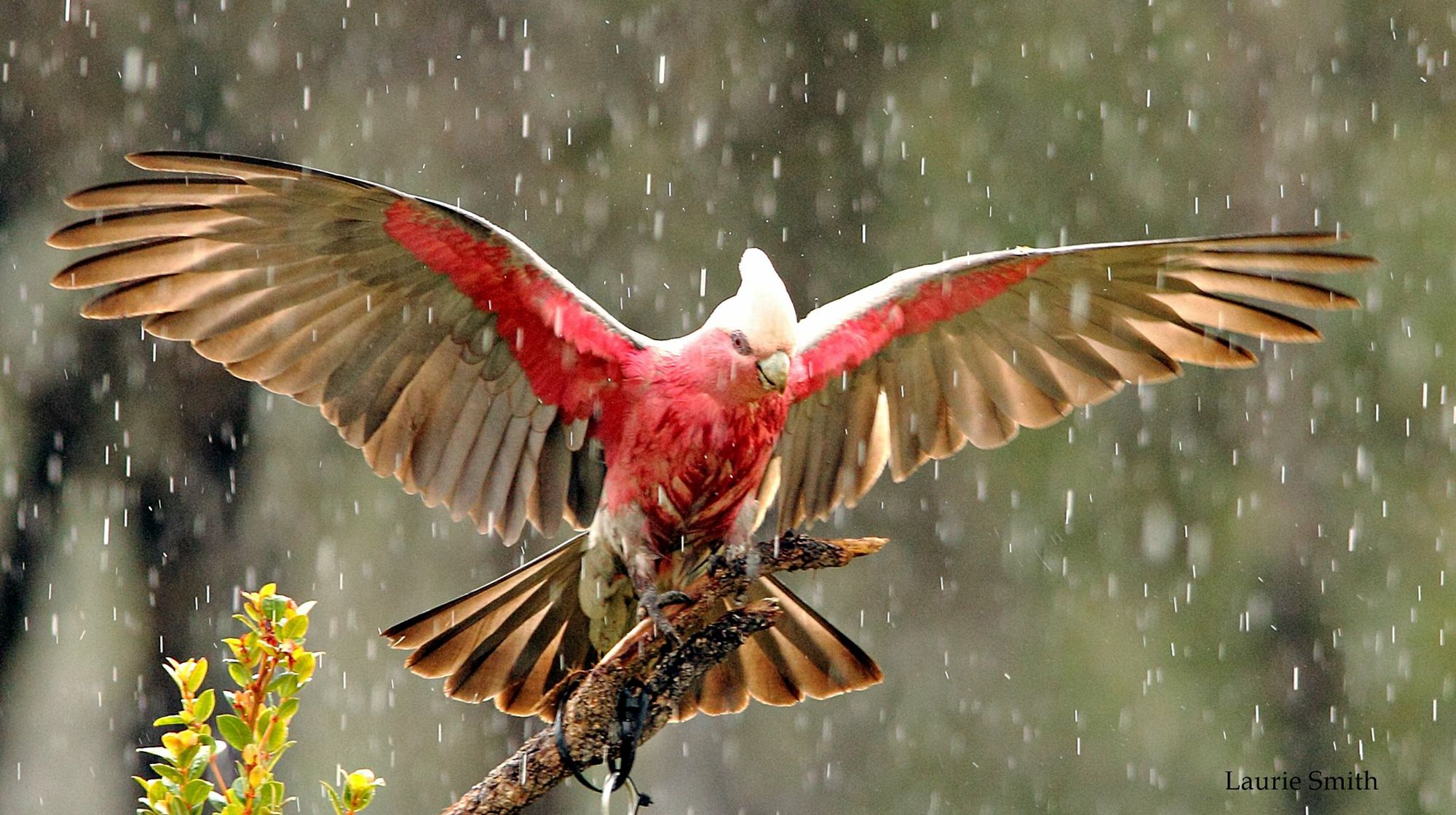 Have you snapped a happy snap of the region recently? We'd love to see your pics. Share your photos on our Facebook page to have your images printed in paper. Thank you to all our reader for sharing these images with us. Laurie Smith - Visiting the feeder Have you snapped a happy snap of the region recently? We'd love to see your pics. Share your photos on our Facebook page to have your images printed in paper. Thank you to all our reader for sharing these images with us. Laurie Smith - Visiting the feeder