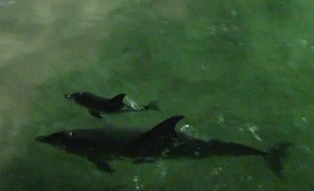 MORETON ISLAND: Visitors to Tangalooma had a delightful surprise on Monday night when Tinkerbell, seasoned mother of four dolphins, arrived near the shore with a new calf. MORETON ISLAND: Visitors to Tangalooma had a delightful surprise on Monday night when Tinkerbell, seasoned mother of four dolphins, arrived near the shore with a new calf.