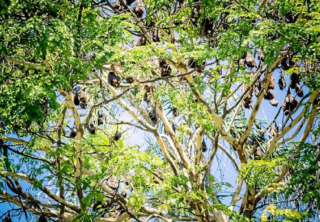 LITTLE RED FLYING FOXES: Take care with animals and humans around these animals.