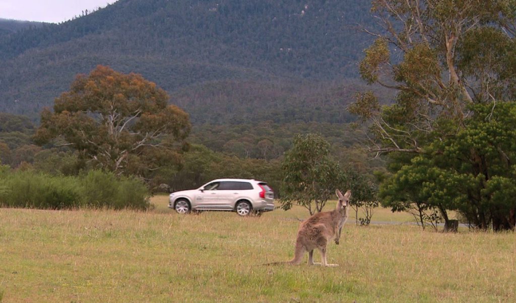 WATCH IT, SKIP: Volvo is testing new 'roo detecting technology in the ACT with its new XC90 models. WATCH IT, SKIP: Volvo is testing new 'roo detecting technology in the ACT with its new XC90 models.