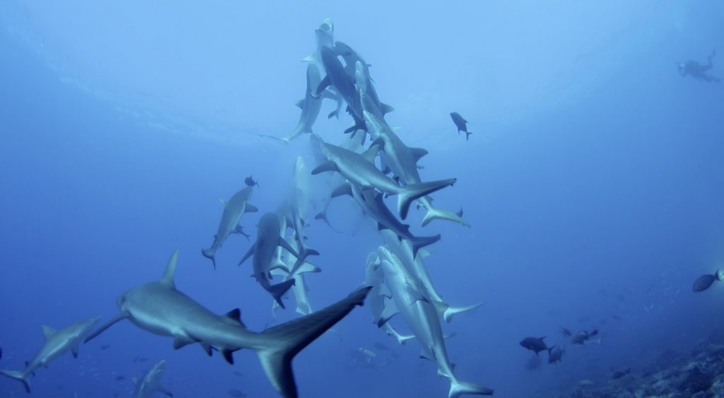 SHARK FEAST: Scientists and a professional film crew working in French Polynesia on behalf of the Global Reef Expedition captured these grey reek sharks in a once-a-year feeding frenzy Photo: Contributed SHARK FEAST: Scientists and a professional film crew working in French Polynesia on behalf of the Global Reef Expedition captured these grey reek sharks in a once-a-year feeding frenzy Photo: Contributed