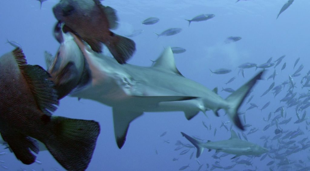 SHARK FEAST: Scientists and a professional film crew working in French Polynesia on behalf of the Global Reef Expedition captured these grey reek sharks in a once-a-year feeding frenzy Photo: Contributed SHARK FEAST: Scientists and a professional film crew working in French Polynesia on behalf of the Global Reef Expedition captured these grey reek sharks in a once-a-year feeding frenzy Photo: Contributed