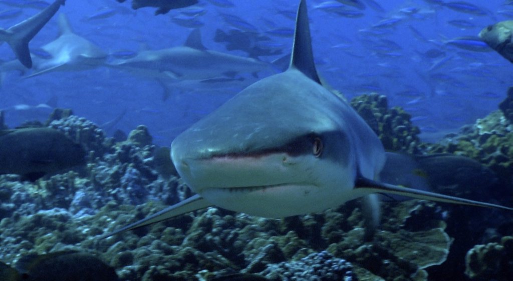 SHARK FEAST: Scientists and a professional film crew working in French Polynesia on behalf of the Global Reef Expedition captured these grey reek sharks in a once-a-year feeding frenzy Photo: Contributed SHARK FEAST: Scientists and a professional film crew working in French Polynesia on behalf of the Global Reef Expedition captured these grey reek sharks in a once-a-year feeding frenzy Photo: Contributed
