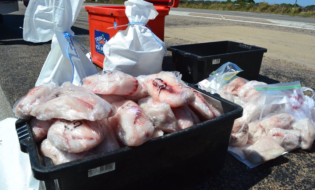 451 skinned portions of fin fish, 103 barred javelin and 22 flathead were found in two separate freezers in the fisher's caravan. Photo Contributed 451 skinned portions of fin fish, 103 barred javelin and 22 flathead were found in two separate freezers in the fisher's caravan. Photo Contributed