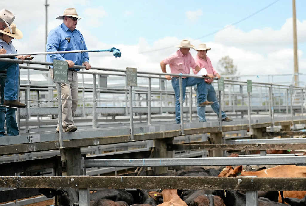 MOOOVING ON: David Francis from RF Duncan and Co checks out the stock at the CQLX Saleyards at Gracemere yesterday. MOOOVING ON: David Francis from RF Duncan and Co checks out the stock at the CQLX Saleyards at Gracemere yesterday.