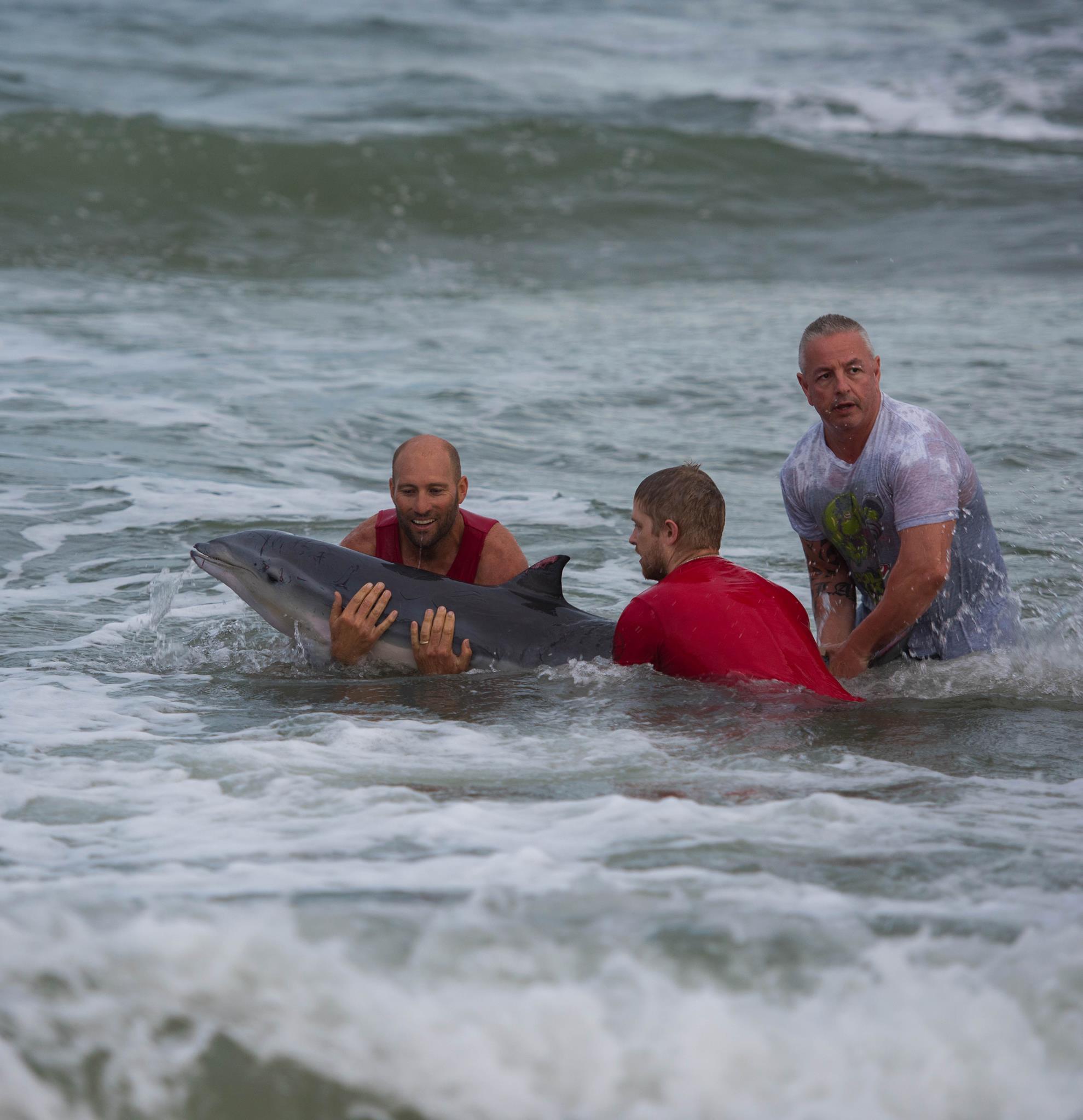 Michael Feekings captured these images of the effort to save a young dolphin that beached itself at Caloundra's Bulcock Beach. Michael Feekings captured these images of the effort to save a young dolphin that beached itself at Caloundra's Bulcock Beach.