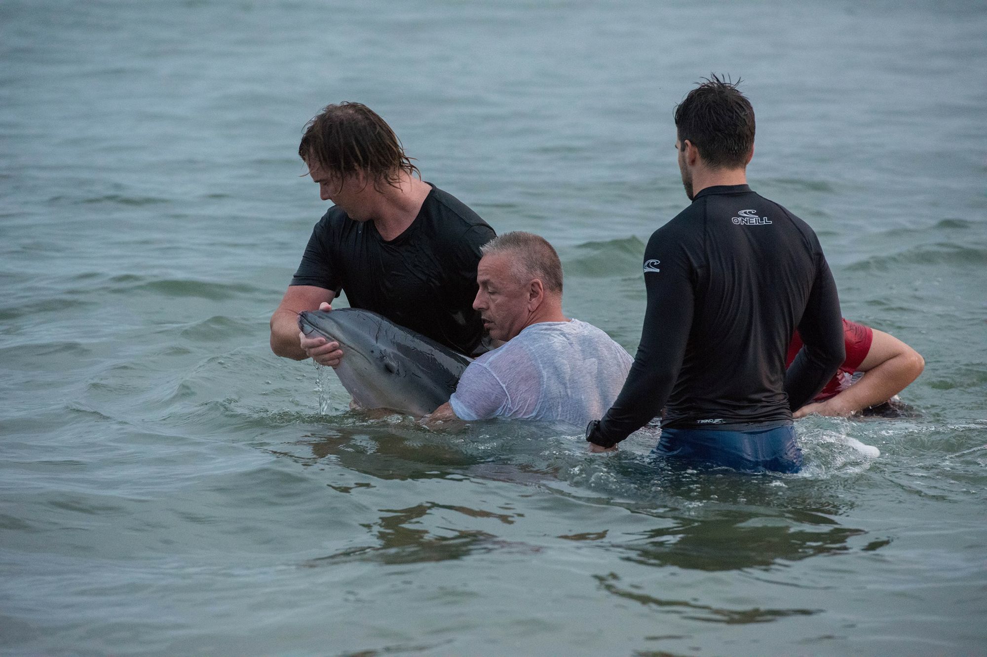 Michael Feekings captured these images of the effort to save a young dolphin that beached itself at Caloundra's Bulcock Beach. Michael Feekings captured these images of the effort to save a young dolphin that beached itself at Caloundra's Bulcock Beach.