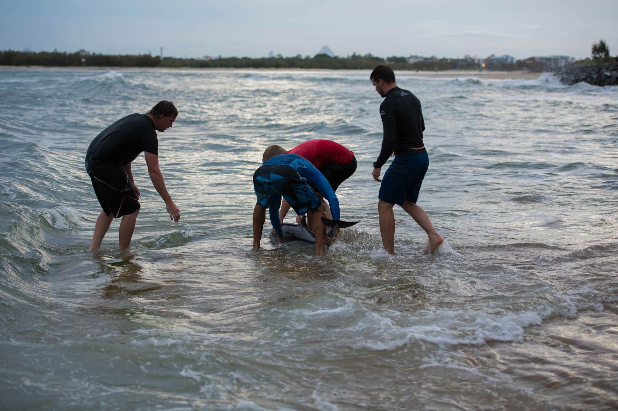 Michael Feekings captured these images of the effort to save a young dolphin that beached itself at Caloundra's Bulcock Beach. Michael Feekings captured these images of the effort to save a young dolphin that beached itself at Caloundra's Bulcock Beach.