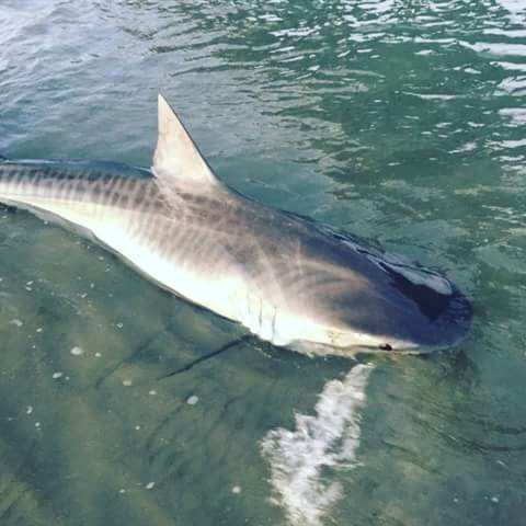 A photo of a tiger shark was taken from Urangan Pier earlier this month. A photo of a tiger shark was taken from Urangan Pier earlier this month.