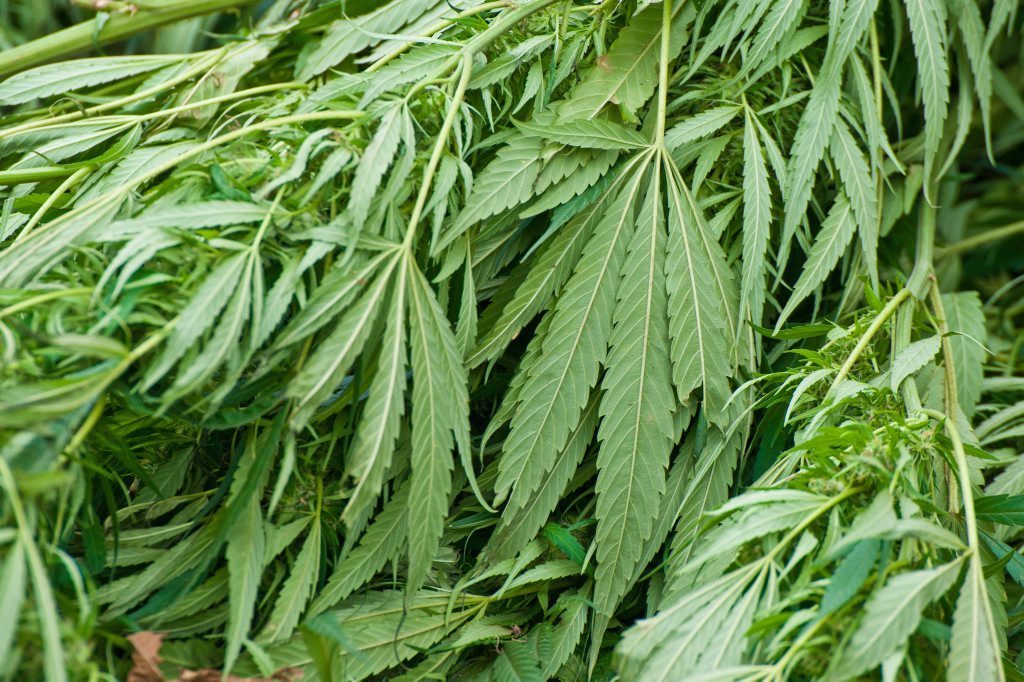 A quantity of cannabis (not pictured) was found on a rural property at Kalapa today. A quantity of cannabis (not pictured) was found on a rural property at Kalapa today.
